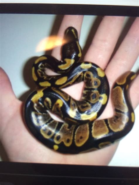 Image result for Normal Ball Python Face