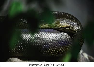 Anaconda Python Snake に対する画像結果