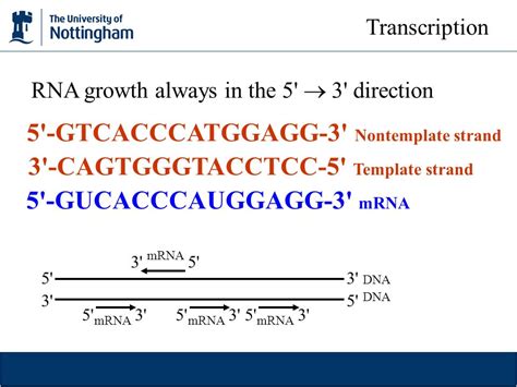 Toradh íomhá ar DNA Template Strand