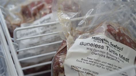 Turtle Eating Meat に対する画像結果