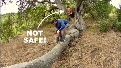 Giant Tree Fails എന്നതിനുള്ള ഇമേജ് ഫലം