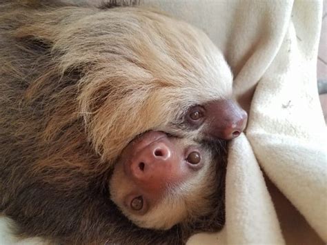 Afbeeldingsresultaten voor Fastest Sloth