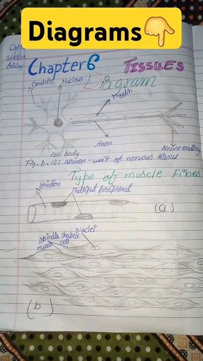Toradh íomhá ar 9th Science Daigrams