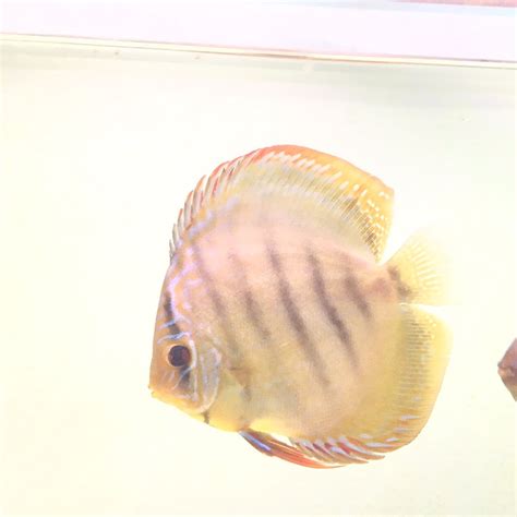 Afbeeldingsresultaten voor Brown Discus