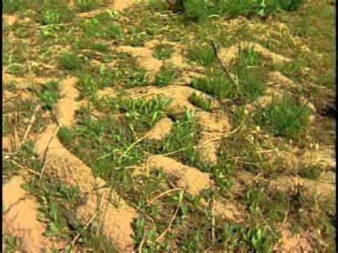 Image result for Rodenator