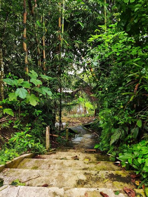 Image result for Lush Jungle Path