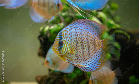 Afbeeldingsresultaten voor Brown Discus