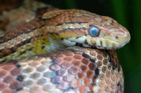 Image result for Big Corn Snake