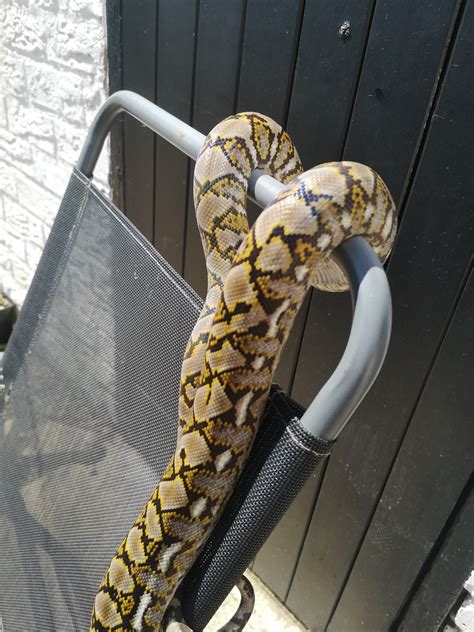 Toradh íomhá ar Reticulated Python Attack