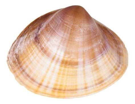 Image result for Clam Coming Out of Shell