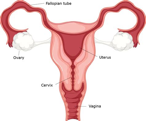 Toradh íomhá ar Female Reproductive System Consists Of