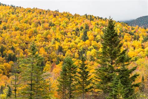 Image result for Forest Decal Roblox