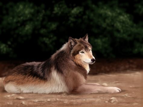 Afbeeldingsresultaten voor Brown Wolves