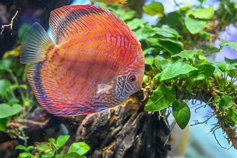 Discus Fish Natural Habitat に対する画像結果