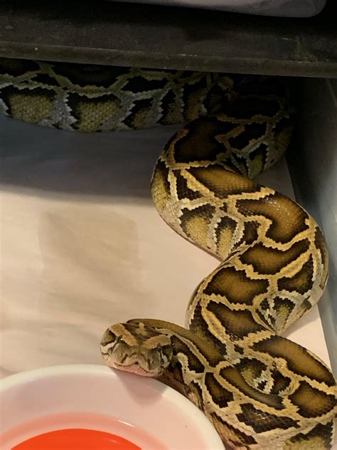 Python Snake Droplet के लिए छवि परिणाम