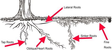 Afbeeldingsresultaten voor Plum Tree Root System