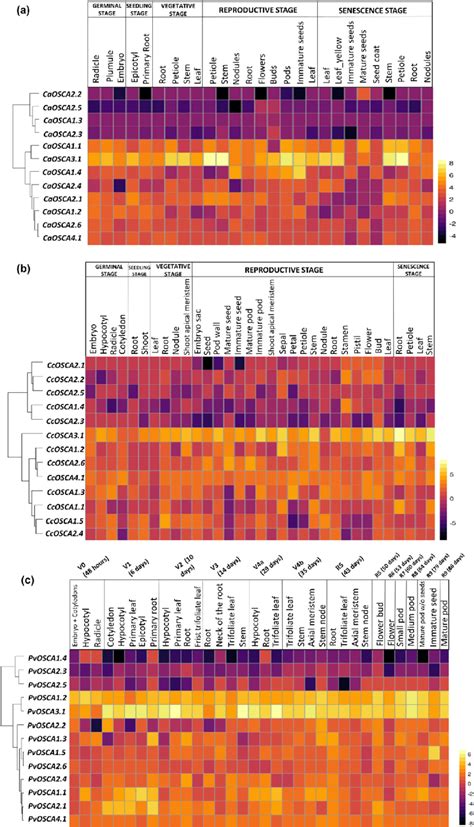 Image result for Stages of Gene Expression