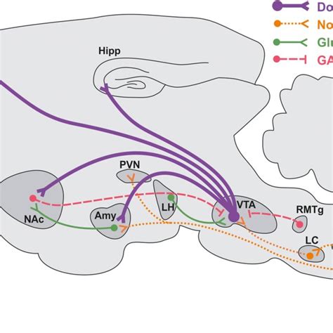 Image result for Mesolimbisch Circuit