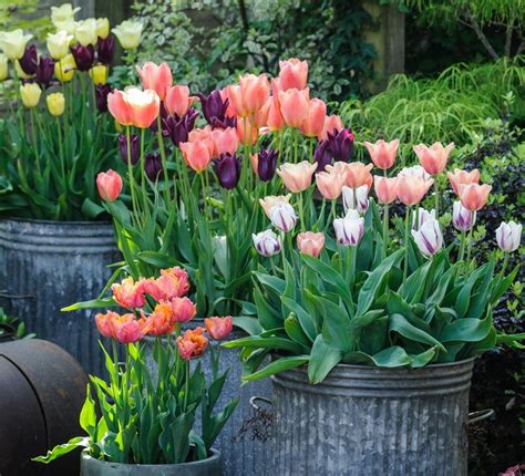 Image result for Bulb Planting Guide