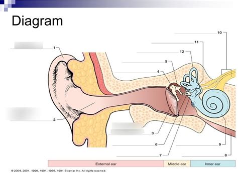 Image result for Ear Diagram SQL
