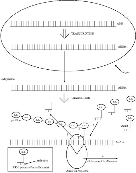 Image result for Translatie RNA
