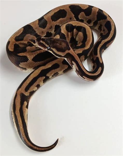 Image result for Juvi Ball Python