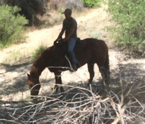 Afbeeldingsresultaten voor Dell Gateway Cow