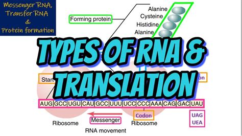 Image result for Translatie RNA