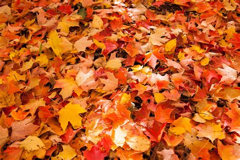 Image result for Fall Seasons