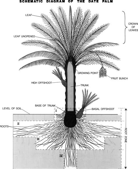 Cottonwood Tree Root System Diagram に対する画像結果