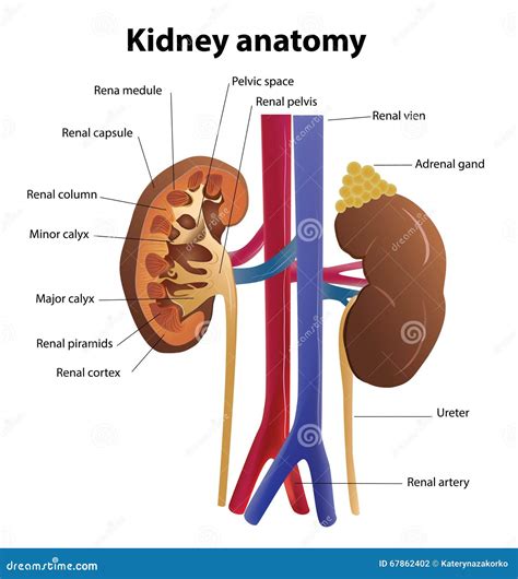 Image result for Kidney Anatomy Chart