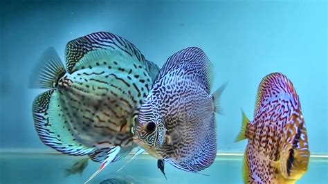 Discus Fish Wallpaper に対する画像結果