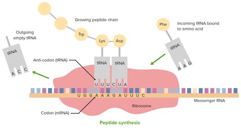 Image result for Translatie RNA
