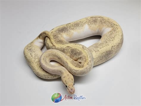 Image result for Disco Ball Python