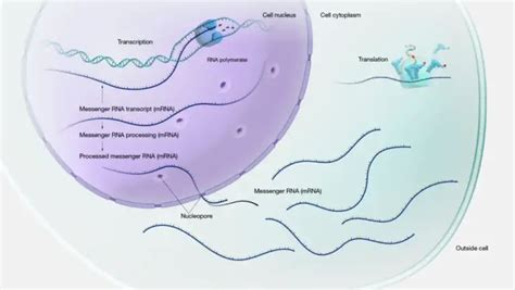 Image result for Stages of Gene Expression