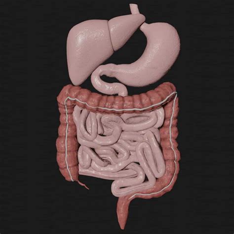 Parts of Digestive System 3D Model に対する画像結果