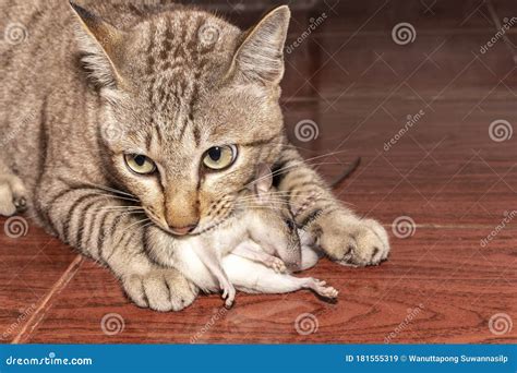 Snake Catching Mice에 대한 이미지 결과