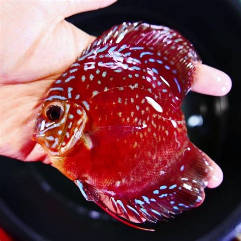 Image result for Purple Dragon Discus Fish