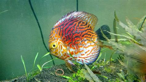 Discus Fish Natural Habitat に対する画像結果