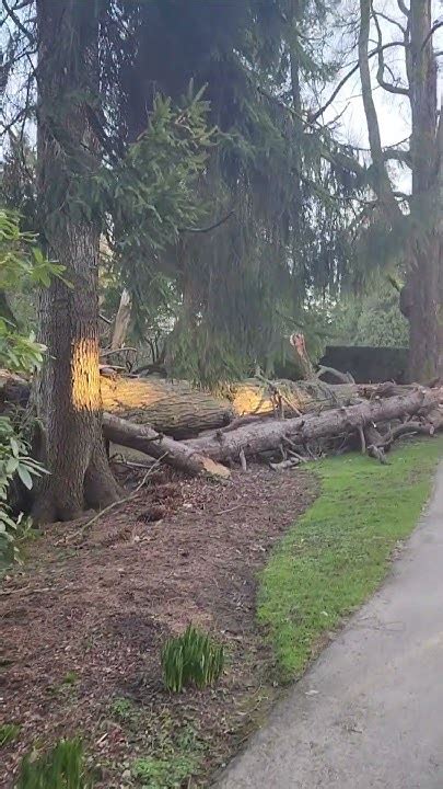 Giant Tree Fails എന്നതിനുള്ള ഇമേജ് ഫലം