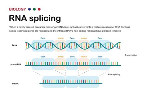 Image result for Translatie RNA