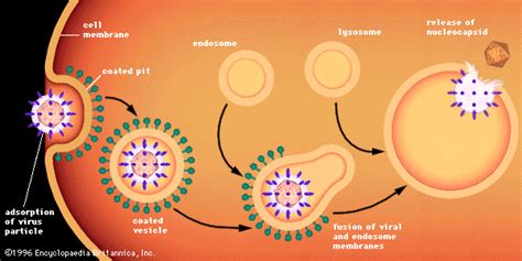 Image result for Virus Host Cell