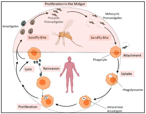 Afbeeldingsresultaten voor Flow Cghart Sysmbols