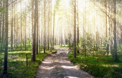 Afbeeldingsresultaten voor Summer Forest Road