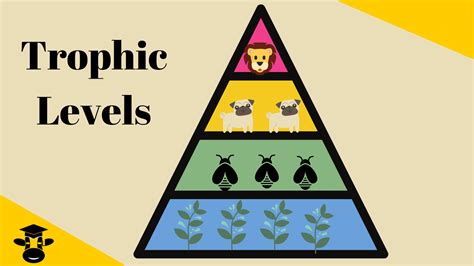 5 Trophic Levels Pyramid के लिए छवि परिणाम