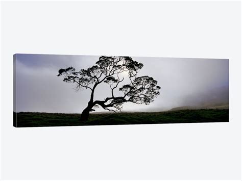 Image result for KOA Tree Silhouette Drawing