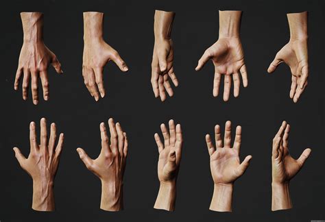 Toradh íomhá ar Artist Hand Reference