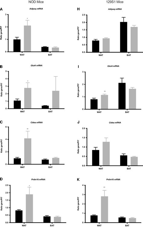 Afbeeldingsresultaten voor Wat Adipose Tissue