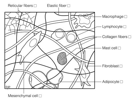 Afbeeldingsresultaten voor Reticular Connective Tissue