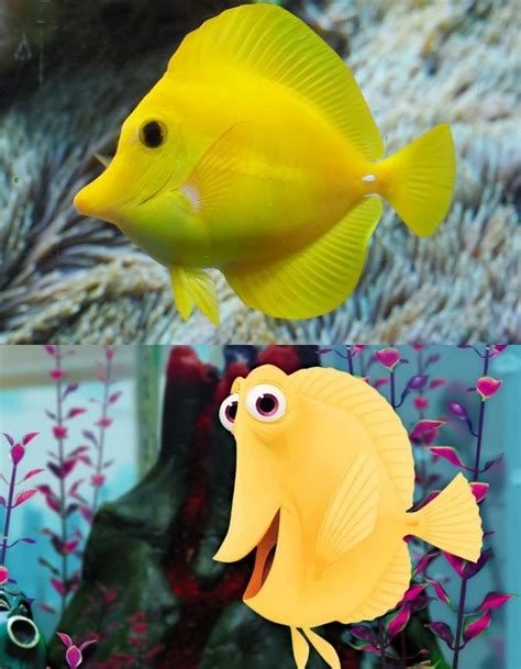 Finding Nemo Yellow Fish に対する画像結果